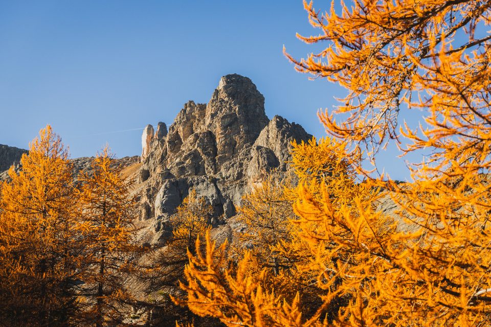 Vue sur le sommet du Peyron avec un mélèze orange en premier plan