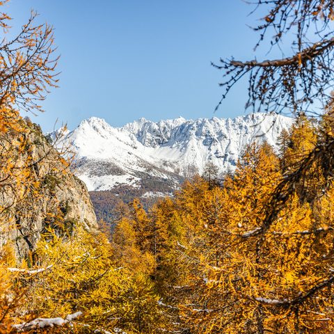 Vue sur un sommet enneigé entouré de mélèzes