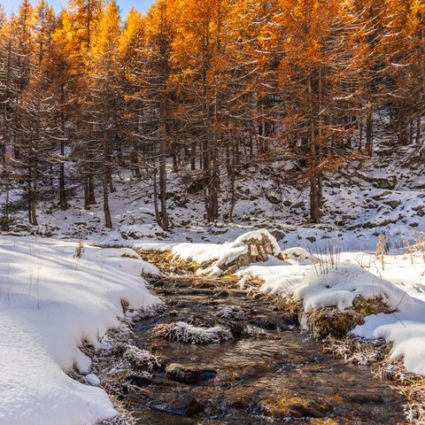 le torrent de Tramouillon sort des arbres