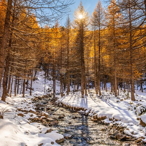 Le torrent de tramouillon de faufile entré les mélèzes, le tout entouré de neige fraiche