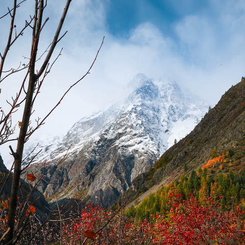 Montagne enneigée avec les feuillus rouges