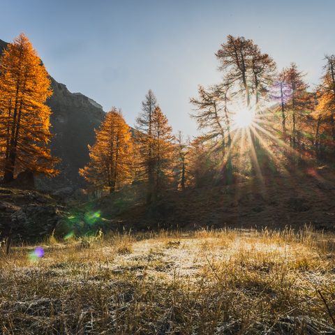 La lumière du soleil est filtré par les mélèzes