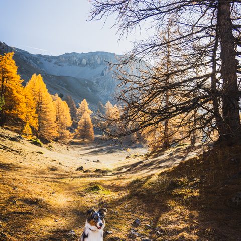 Un chien est assis dans un champ, entouré de mélèzes