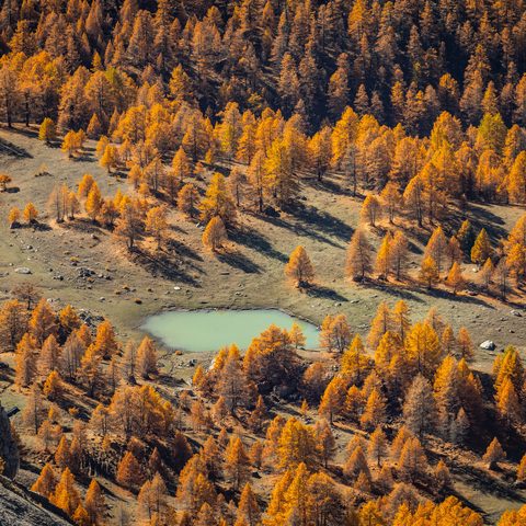 Vue sur le petit lac de l'oriol entouré de mélèze