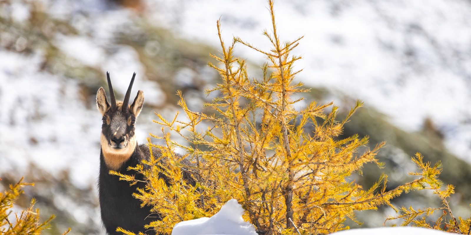 Chamois dans la neige à coté d'un mélèze orange