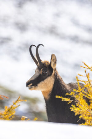 Un chamois pointe le bout de son nez