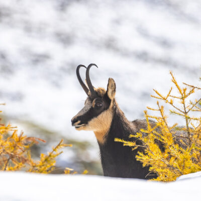 Un chamois pointe le bout de son nez