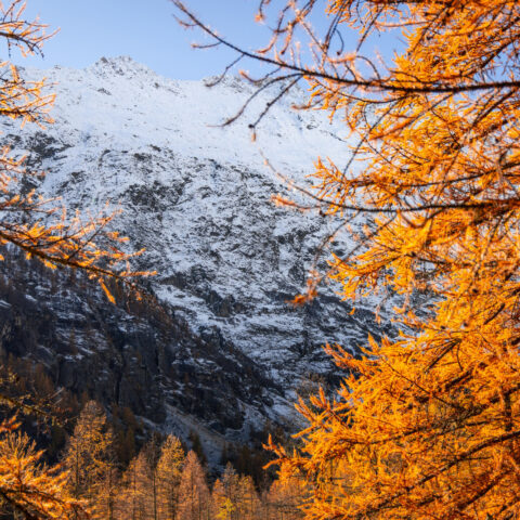 Au premier plan se trouve des mélèzes oranges avec la montagne enneigée qui se distingue derrière