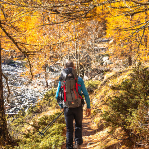 Un randonneur de dos marche sur un petit sentier au coeur d'un foret de mélèzes